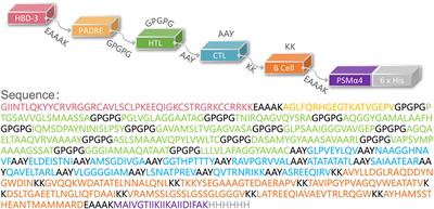 Bioinformatics analysis and consistency verification of a novel tuberculosis vaccine candidate HP13138PB